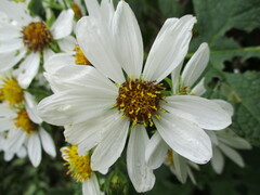 Montanoa grandiflora