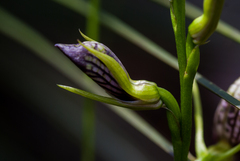 Cryptostylis erecta
