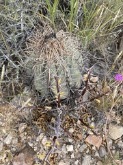 Echinocactus horizonthalonius