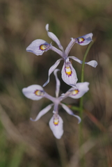 Moraea elliotii