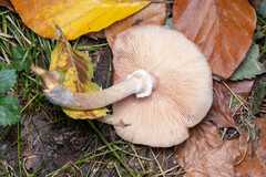 Armillaria ostoyae