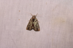 Catocala praeclara
