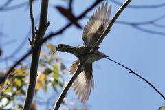 Chrysococcyx lucidus