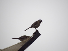 Mimus thenca