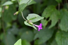 Mirabilis violacea