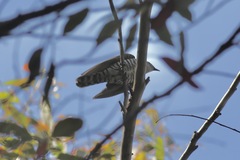 Chrysococcyx lucidus