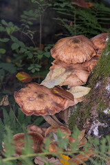 Armillaria ostoyae