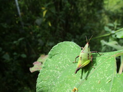 Sphenarium purpurascens