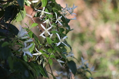 Clematis aristata