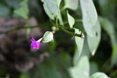 Mirabilis violacea