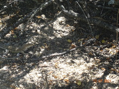 Acanthodactylus erythrurus