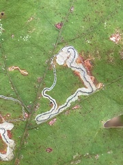 Stigmella
