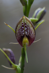 Cryptostylis erecta