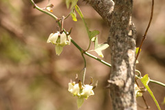 Araujia angustifolia