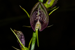 Cryptostylis erecta