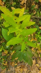 Hypericum tubulosum