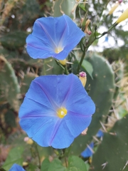 Ipomoea tricolor