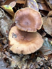 Lactarius subdulcis