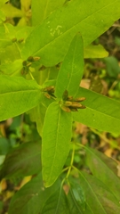 Hypericum tubulosum