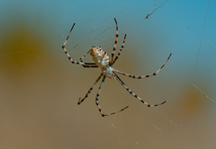 Argiope lobata