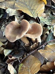 Lactarius subdulcis