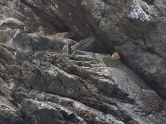 Spheniscus humboldti