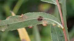 Aculus