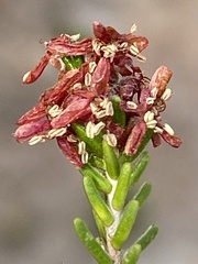 Passerina obtusifolia