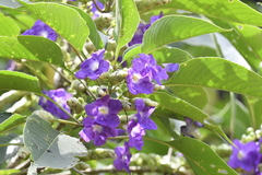 Strobilanthes callosa