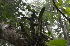 Epidendrum ciliare