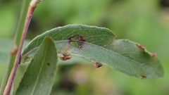 Aculus