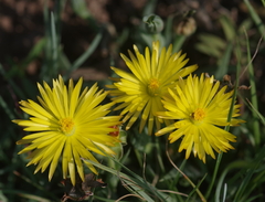 Bergeranthus vespertinus