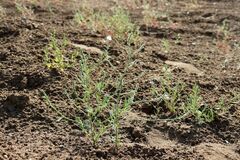 Corispermum hyssopifolium