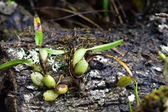 Maxillaria densa