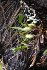 Maxillaria densa