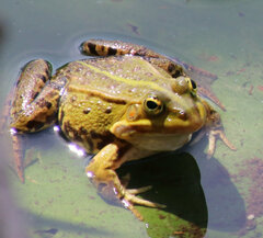Pelophylax