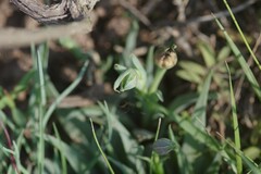 Bergeranthus vespertinus