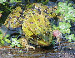 Pelophylax