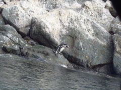 Spheniscus humboldti