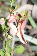 Exobasidium ferrugineae