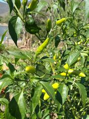 Capsicum annuum