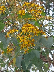 Dendroviguiera quinqueradiata