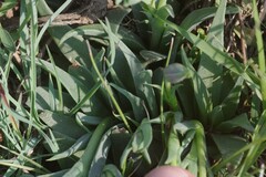 Bergeranthus vespertinus