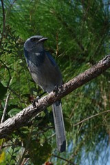 Aphelocoma coerulescens