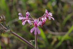 Pelargonium reniforme
