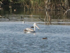 Pelecanus crispus