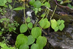 Peperomia lanceolatopeltata
