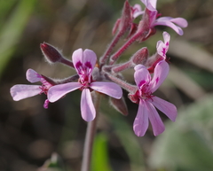 Pelargonium reniforme