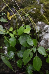Peperomia lanceolatopeltata