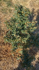 Xanthium spinosum
